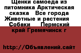 Щенки самоеда из питомника Арктическая сказка - Все города Животные и растения » Собаки   . Пермский край,Гремячинск г.
